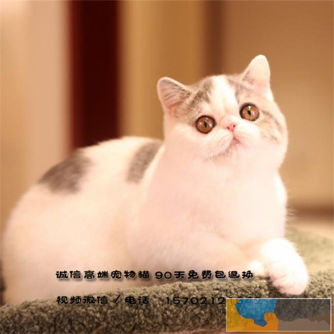 纯种加菲猫弟弟妹妹找新家品行好保健康多只可选