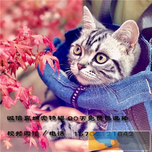 英国纯种活体异国短毛猫家庭繁殖温顺包子脸保健康