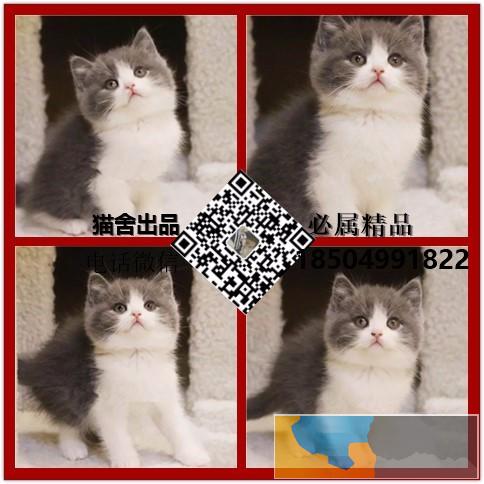 全国连锁--到店挑选--布偶猫/海双蓝双--免费送货到家2