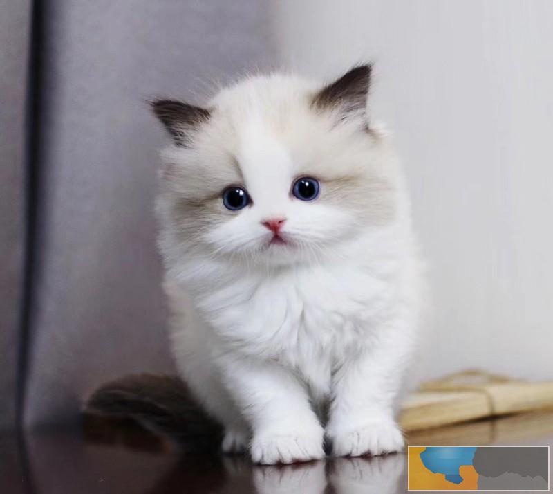 广州哪个地方有卖猫的 广州买猫哪里好 布偶猫价格多少 广州哪个地方有卖猫的 广州买猫哪里好 布偶猫价格多少