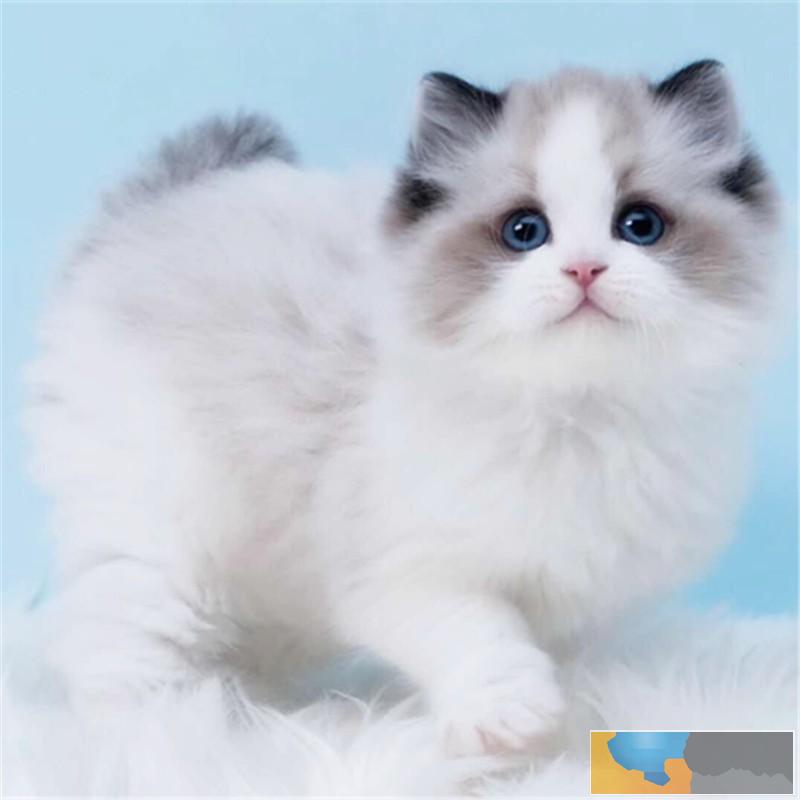 广州哪个地方有卖猫的 广州买猫哪里好 布偶猫价格多少 广州哪个地方有卖猫的 广州买猫哪里好 布偶猫价格多少