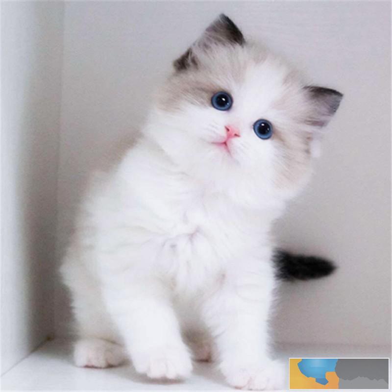 广州哪个地方有卖猫的 广州买猫哪里好 布偶猫价格多少 广州哪个地方有卖猫的 广州买猫哪里好 布偶猫价格多少