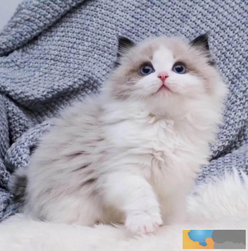 广州哪个地方有卖猫的 广州买猫哪里好 布偶猫价格多少 广州哪个地方有卖猫的 广州买猫哪里好 布偶猫价格多少