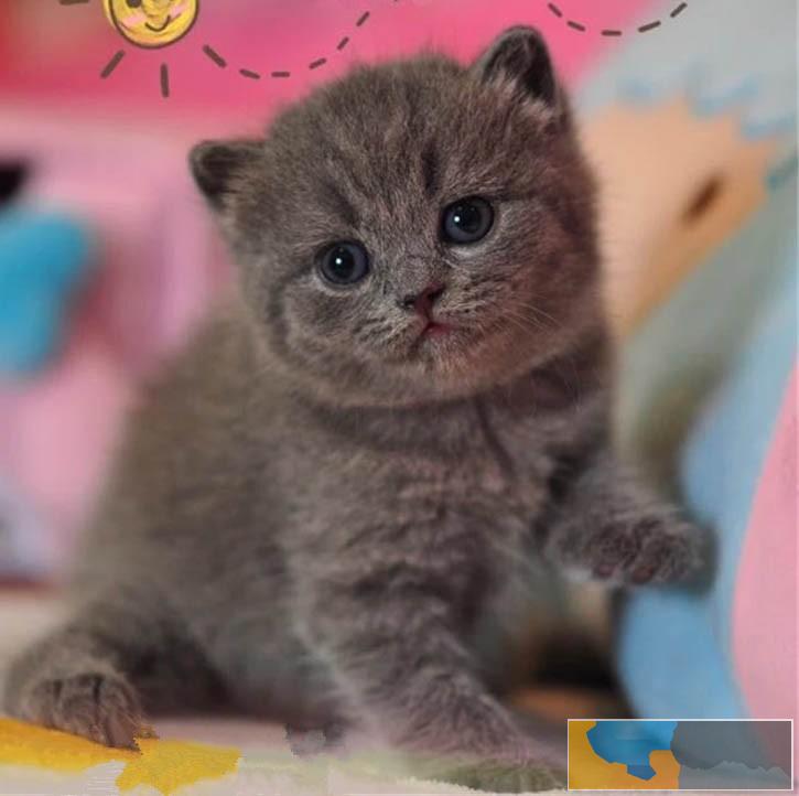 广州本地哪里有猫舍 广州买蓝猫哪里好 短毛蓝猫价格多少 广州本地哪里有猫舍 广州买蓝猫哪里好 短毛蓝猫价格多少