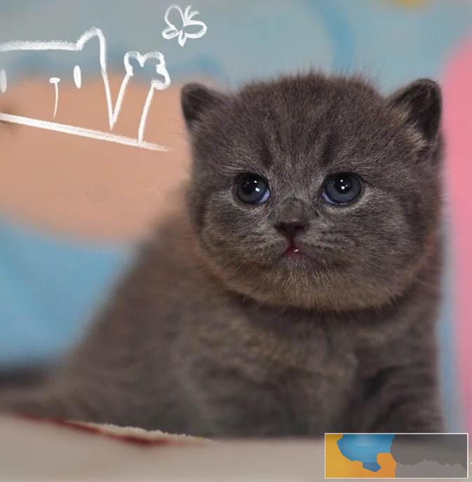 广州本地哪里有猫舍 广州买蓝猫哪里好 短毛蓝猫价格多少 广州本地哪里有猫舍 广州买蓝猫哪里好 短毛蓝猫价格多少
