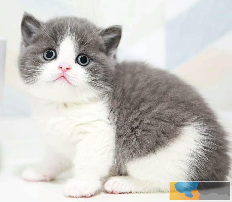 广州本地哪里有猫舍 广州买蓝猫哪里好 短毛蓝猫价格多少 广州本地哪里有猫舍 广州买蓝猫哪里好 短毛蓝猫价格多少