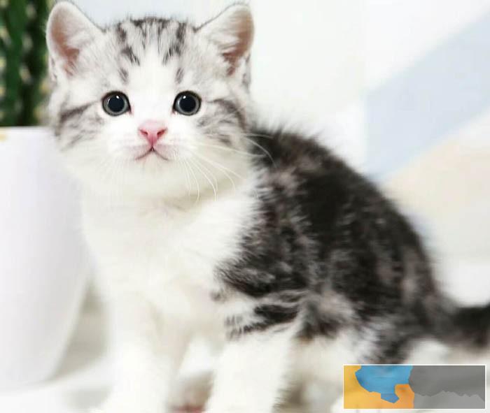 广州一般哪里有卖猫 广州买短毛猫哪里好 美短毛猫价格多少