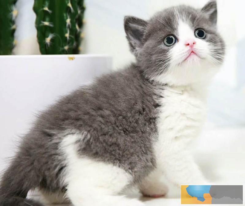 广州蓝猫多少钱一只 广州哪里买蓝猫好 蓝猫百科