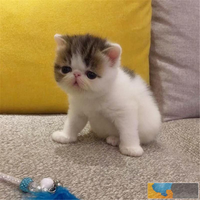 广州卖猫集中的地方 广州哪里买加菲猫好 加菲猫什么颜色