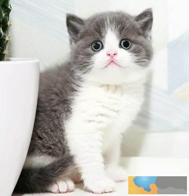 广州哪里有卖短毛猫 在广州哪里买短毛猫好 短毛猫百科