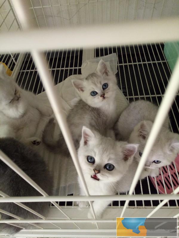 纯种健康的英短猫咪 英短蓝猫 短毛猫 性格实在好