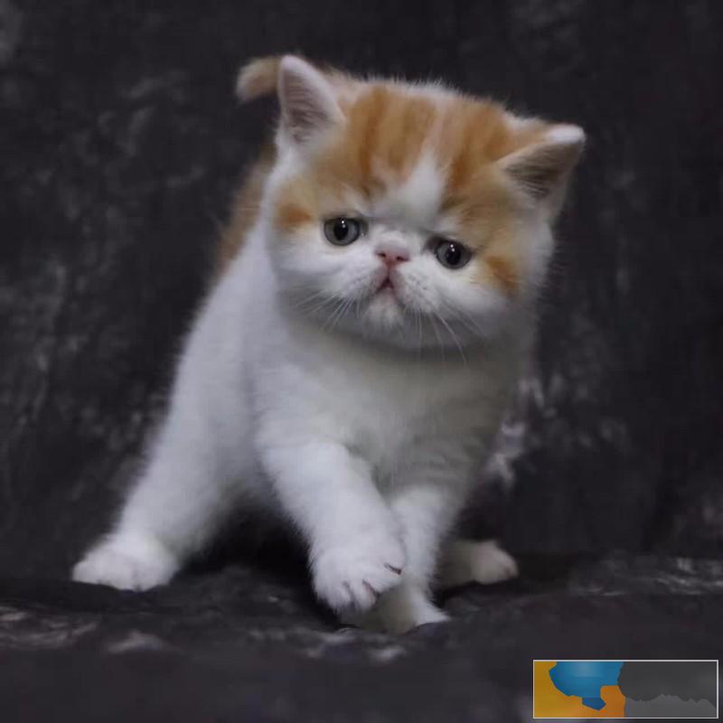 实体店开业六周年庆 全场几十只宠物猫全部特价出售 实体店开业六周年庆 全场几十只宠物猫全部特价出售