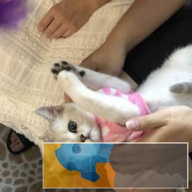 贵阳宠掌柜猫屋，贵州省内部分地区可顺风车猫到付款