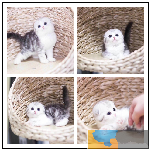 广州宠物猫 英短蓝猫 可上门挑选 送货上门 广州宠物猫 英短蓝猫 可上门挑选 送货上门