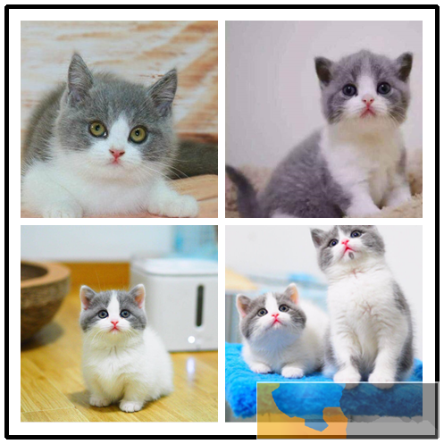 广州宠物猫 英短蓝猫 可上门挑选 送货上门 广州宠物猫 英短蓝猫 可上门挑选 送货上门