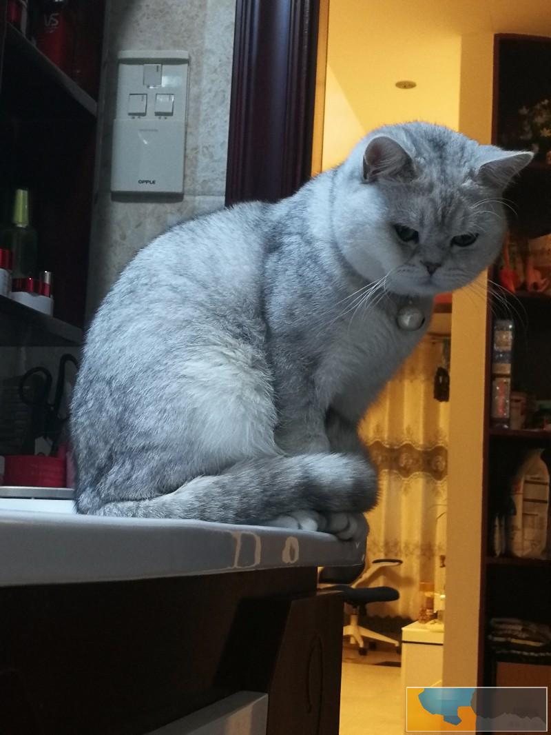 低价转卖银渐层