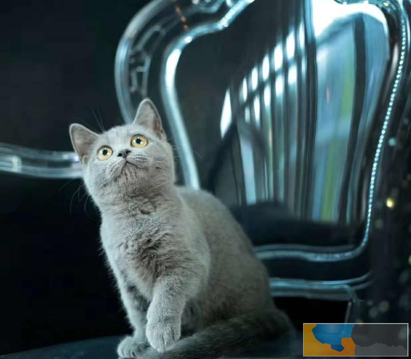 可爱乖巧的蓝猫宝宝出售 无病无癣 正规繁殖