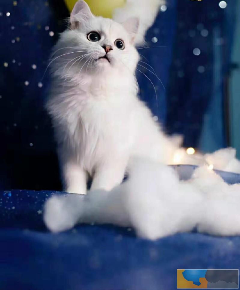 金吉拉幼猫 纯种蓝眼长毛猫 宠物猫活体波斯猫