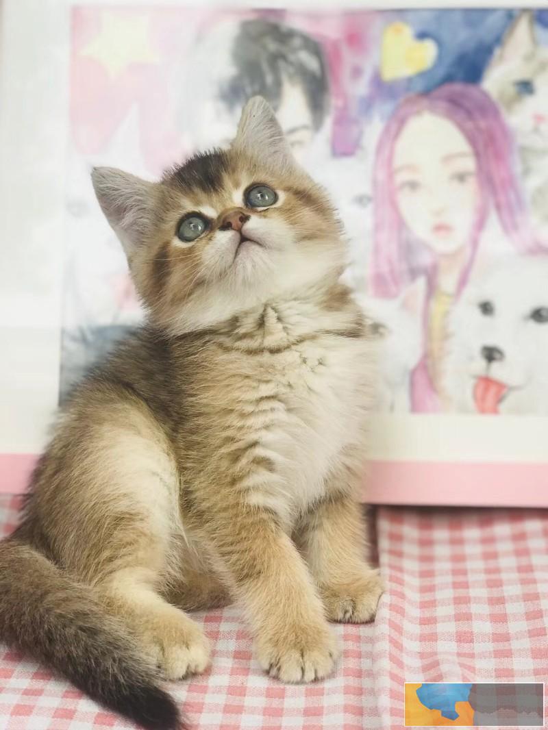 精品渐层幼猫出售疫苗齐全保健康签协议