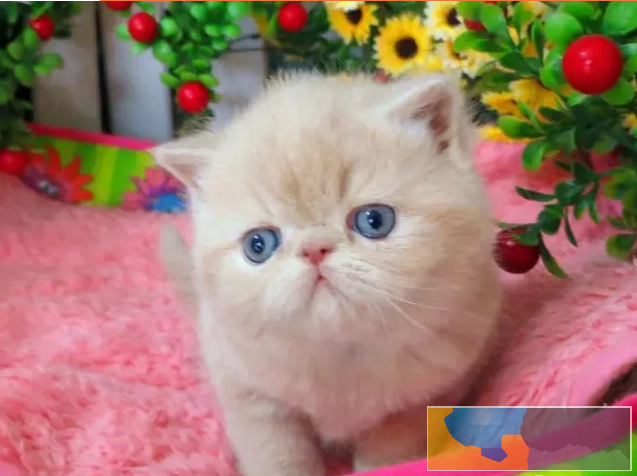 纯白波斯猫 法血加菲猫 CFA双血统加菲猫 异国长