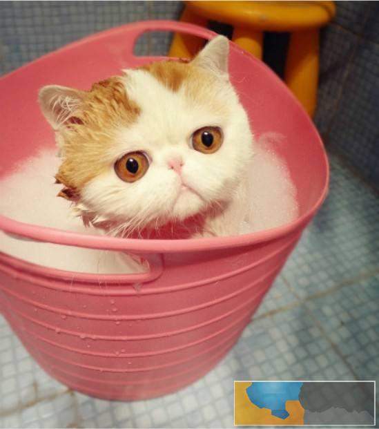 加菲猫猫舍直销 水滴眼眼鼻一线 纯种健康幼猫异短