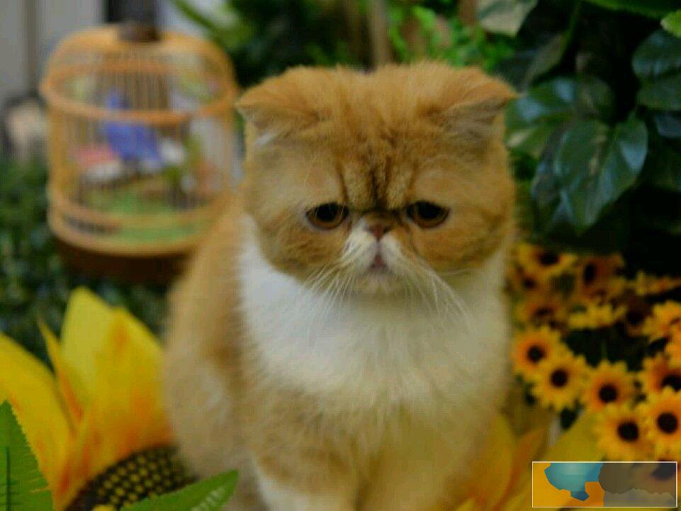 长毛波斯幼猫宝宝 多只出售 多窝可选公母都有