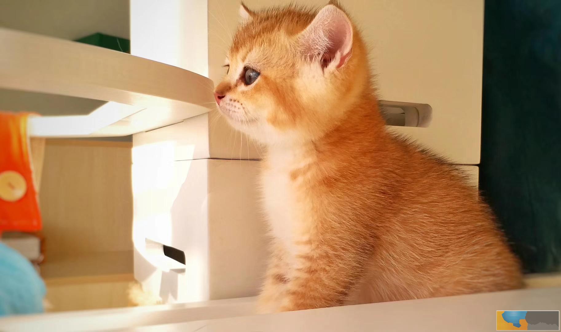 猫舍繁殖渐层猫 6疫苗驱虫做好