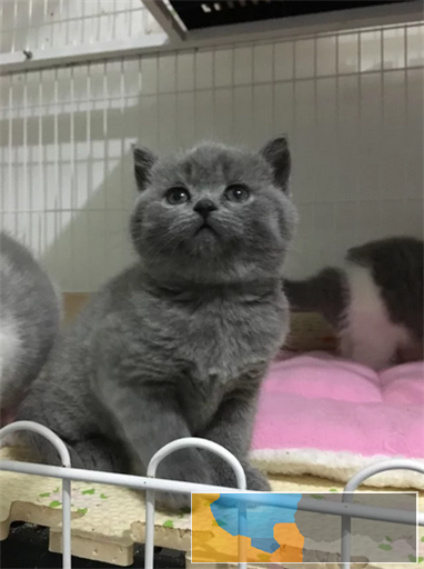 英短蓝猫 活波可爱 家庭式繁殖 无病无癣