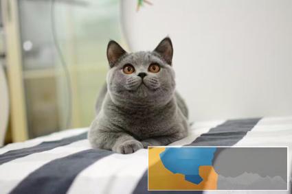 纯正英短优质品种,大包子脸蓝猫出售,疫苗已经做完