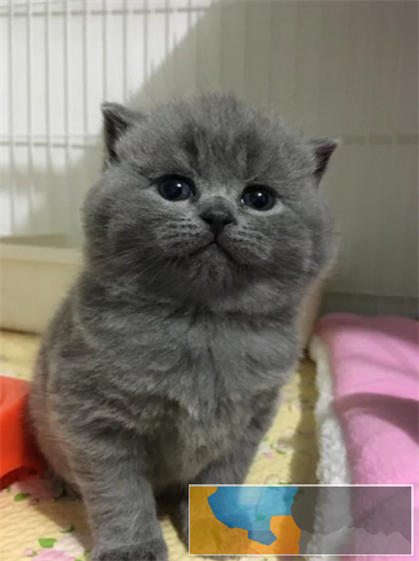 英短蓝猫 活波可爱 家庭式繁殖 无病无癣
