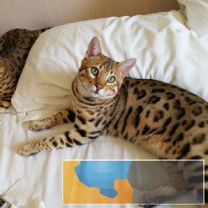 野性外表温柔家猫性格 时尚 漂亮 孟加拉宝宝