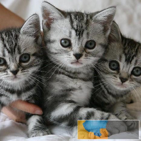 呆萌可爱粘人会撒娇纯种美短虎斑宝宝出售疫苗齐全