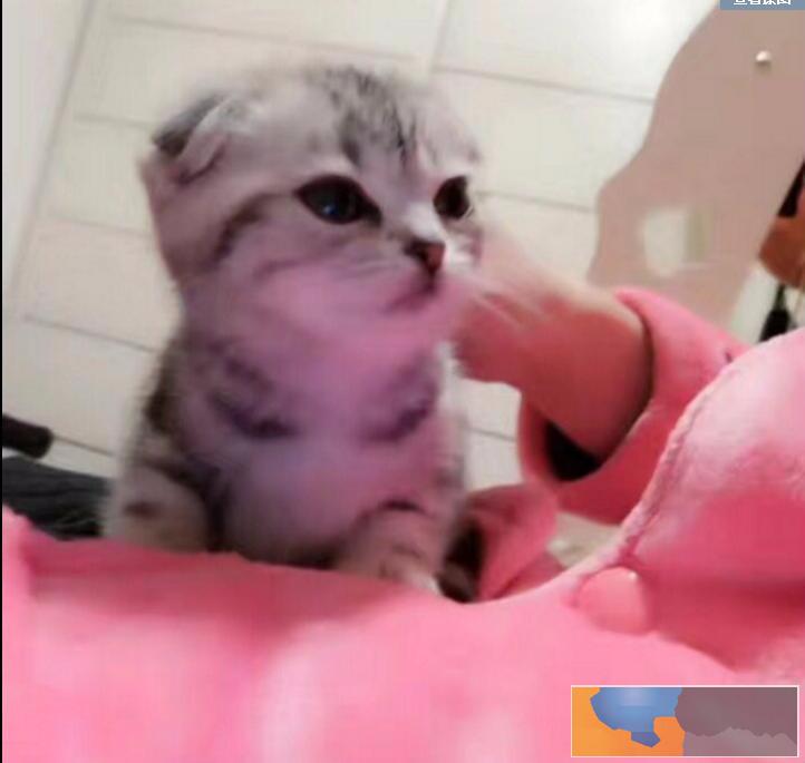 天津哪有宠物店 店铺搜:双飞猫