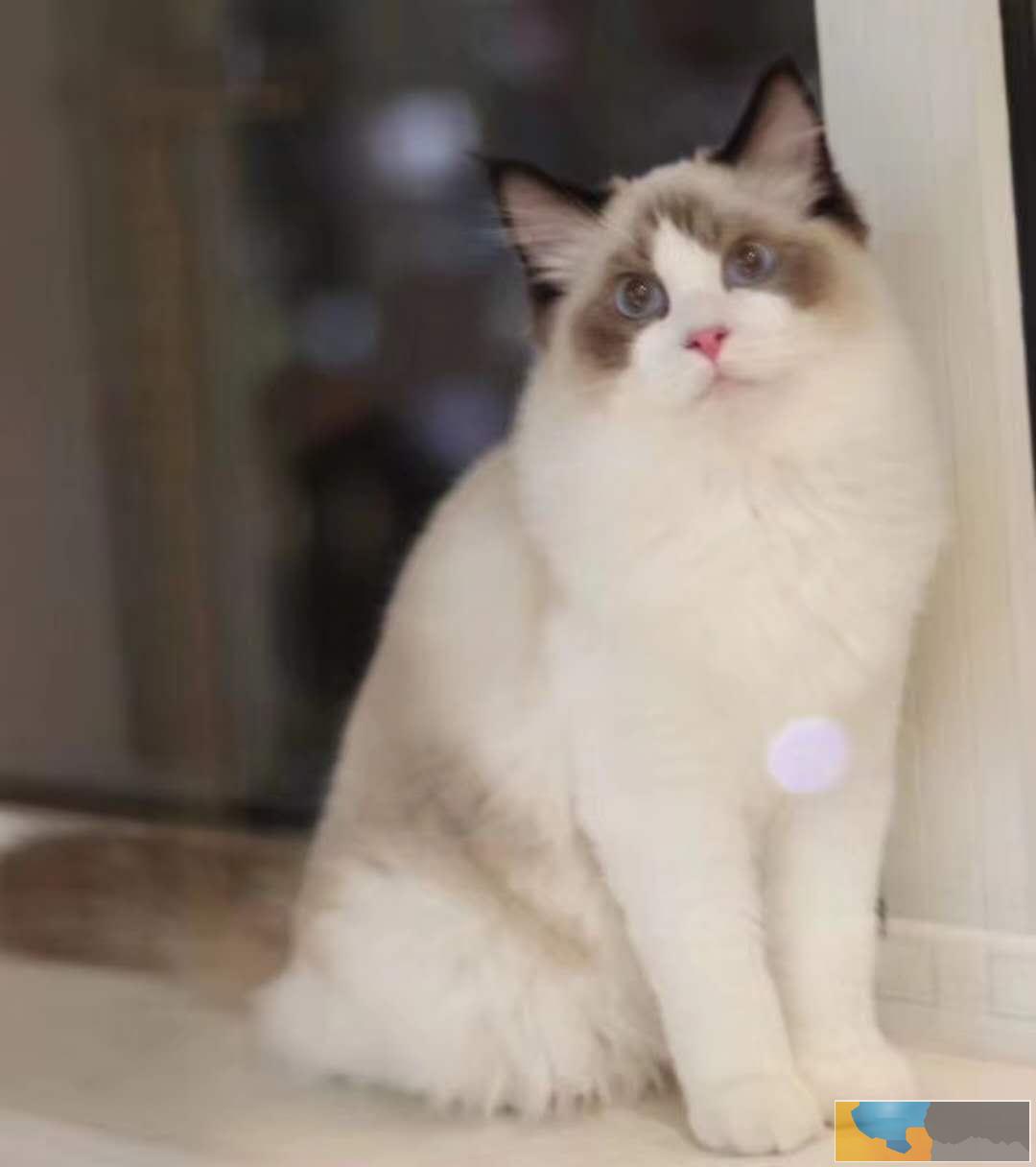 认证猫舍 高品质布偶猫 多只待售 可上门挑选