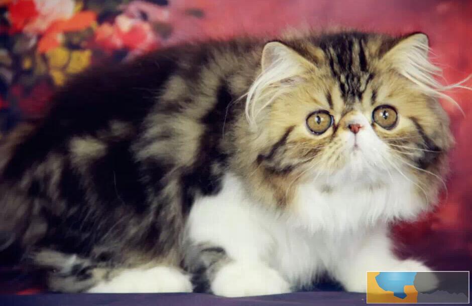 精品双血统高颜值波斯猫犬出售 疫苗驱虫做好的