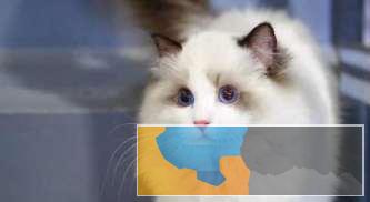 超颜值仙女布偶猫温顺粘人乖巧可爱欢迎上门