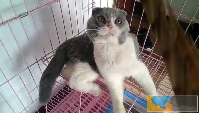 转让纯种英国折耳猫