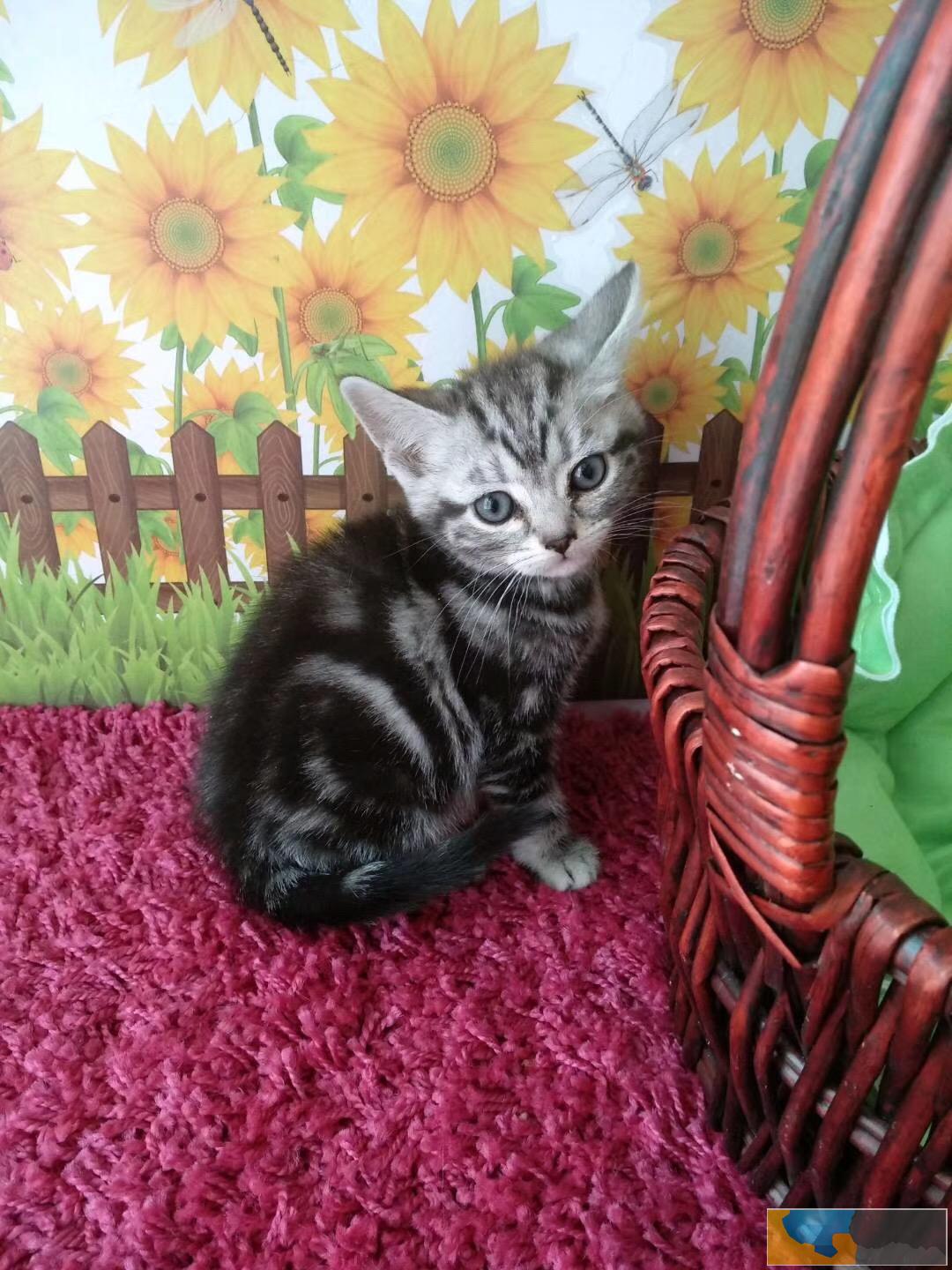 美短 英短 大包子 虎斑条纹 正规猫舍 售后有保障