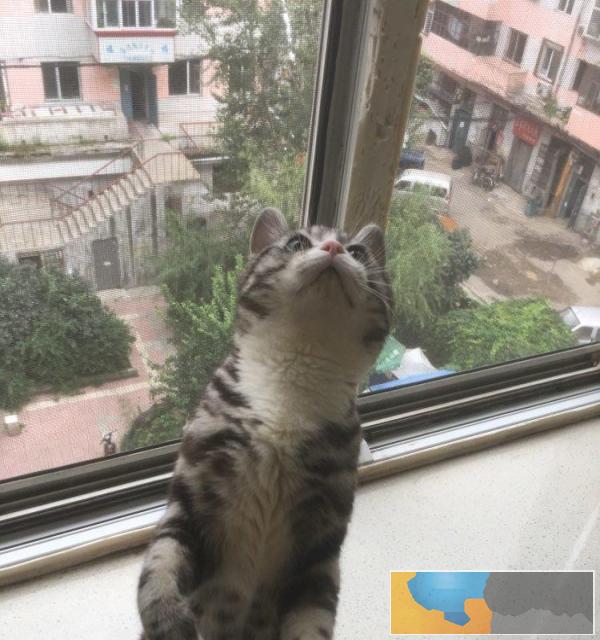 美短加白借配，幼崽出售