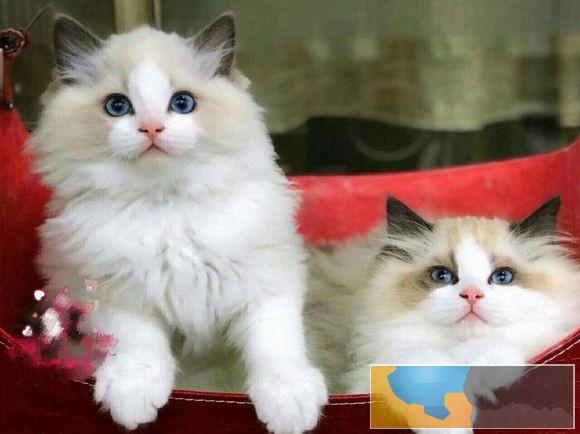 正规猫舍专业繁殖售精品纯血布偶海双 蓝双 山猫 重点公母均有