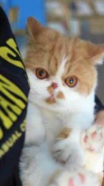 然然猫舍 CFA精品加菲出售，包子脸水滴眼，面议