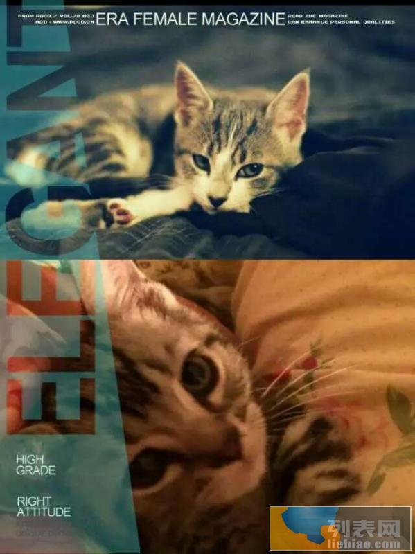 正宗虎斑猫求领养