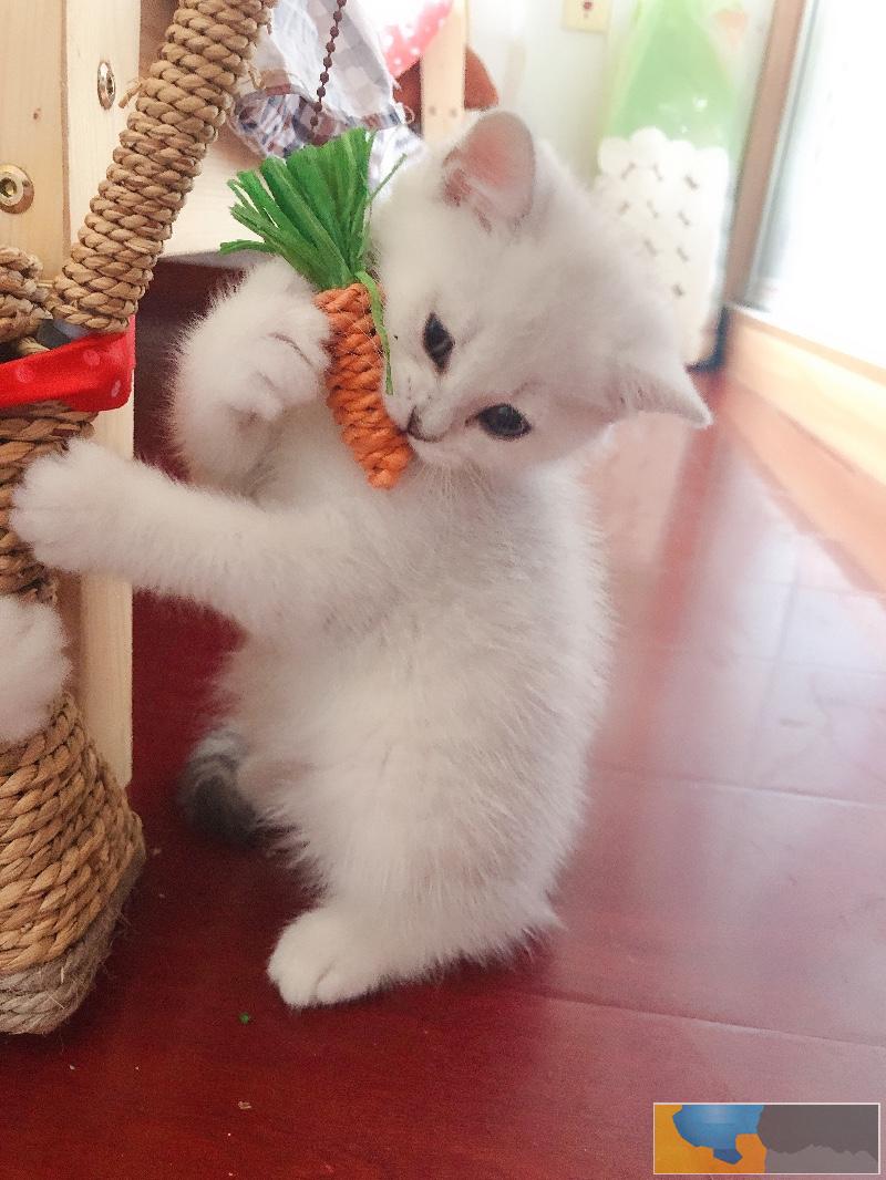 合肥本地两个月英短银渐层可接