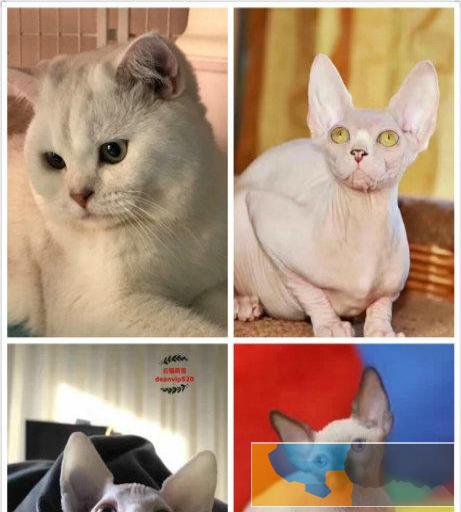 活体宠物猫P批发L零售