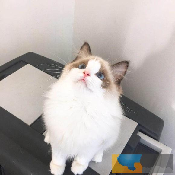 布偶猫奶油双色海双蓝双纯种双色布偶猫活体幼猫