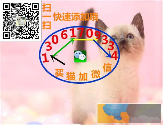 自家纯种暹罗小猫 价格面议 托勿扰