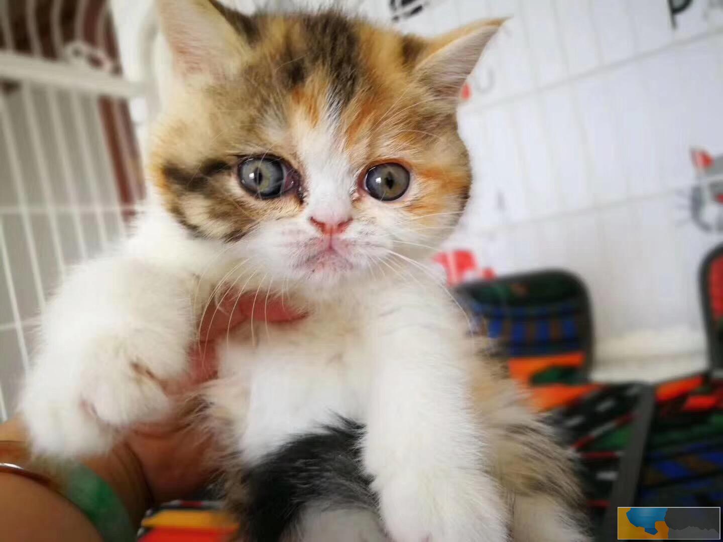 加菲猫猫舍直销 水滴眼眼鼻一线 纯种健康幼猫异短