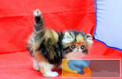 长毛波斯幼猫宝宝 多只出售 多窝可选公母都有