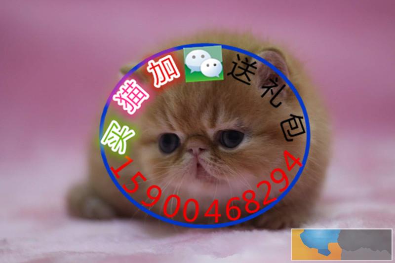 自家猫舍繁育一窝加菲包纯种 包健康