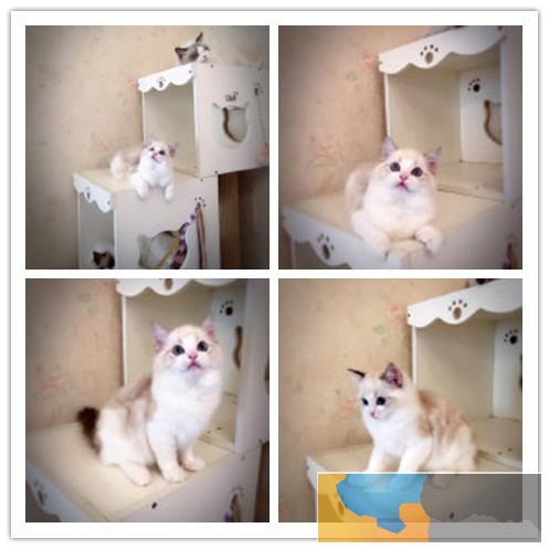 纯种布偶猫出售 疫苗做齐 终身质保签协议